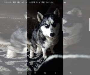 Mother of the Siberian Husky puppies born on 10/11/2021