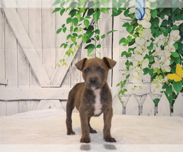 Medium Photo #1 Catahoula Leopard Dog-Unknown Mix Puppy For Sale in Oroville, CA, USA