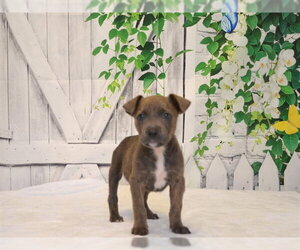 Catahoula Leopard Dog-Unknown Mix Dogs for adoption in Oroville, CA, USA