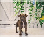 CHARLIE - Male Catahoula Leopard Dog-Unknown Mix Dog for Adoption - Small photo
