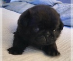 Small #3 Pug