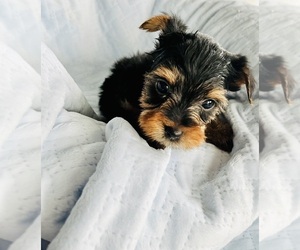 Yorkshire Terrier Puppy for sale in MOSES LAKE, WA, USA