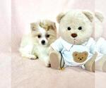 Small Pomeranian