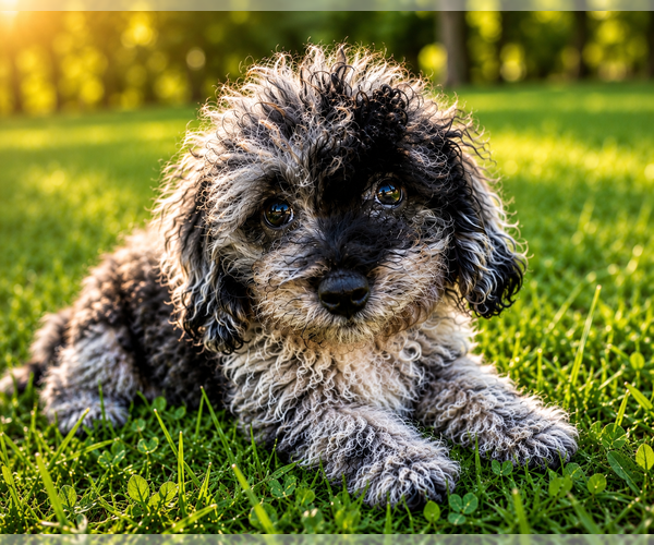 Medium Photo #57 Cavapoo (Miniature) Puppy For Sale in DURHAM, CT, USA