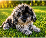 Small #56 Cavapoo (Miniature)