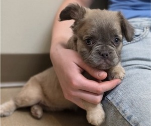 French Bulldog Puppy for sale in MILTON, WI, USA