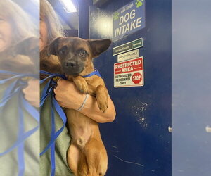 Chihuahua Dogs for adoption in Bakersfield, CA, USA