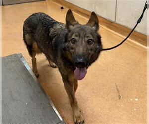 German Shepherd Dog Dogs for adoption in Martinez, CA, USA