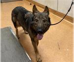 Small German Shepherd Dog