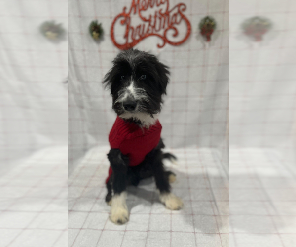 Medium Photo #10 Goldendoodle-Siberian Husky Mix Puppy For Sale in MERRILLVILLE, IN, USA