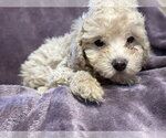 Small #1 Poodle (Miniature) Mix