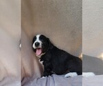 Small #4 Aussiedoodle
