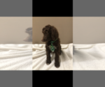 Small Photo #14 Poodle (Standard) Puppy For Sale in ORMOND BEACH, FL, USA