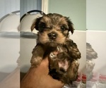 Puppy Puppy 1 Yorkshire Terrier