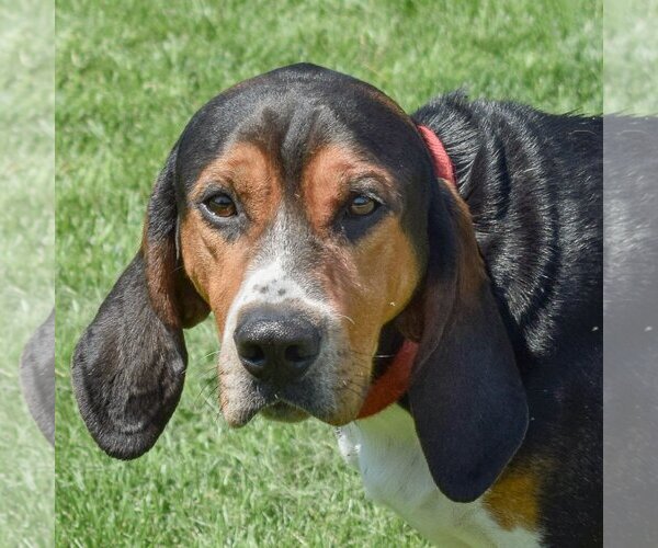 Medium Photo #1 Coonhound Puppy For Sale in Huntley, IL, USA