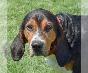 Coonhound Dogs for adoption in Huntley, IL, USA