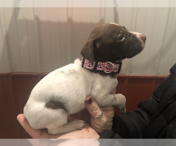 Medium Photo #5 German Shorthaired Pointer Puppy For Sale in PERRY, KS, USA