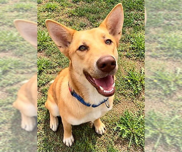 Medium Photo #1 Carolina Dog-Unknown Mix Puppy For Sale in Sacramento, CA, USA