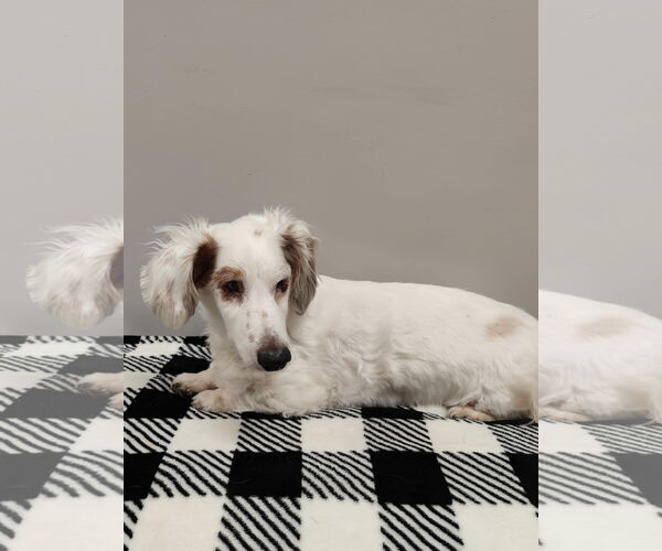 Medium Photo #2 Dachshund Puppy For Sale in St. Louis Park, MN, USA