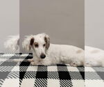 Small #1 Dachshund