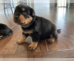Small Photo #11 Rottweiler Puppy For Sale in NEW PORT RICHEY, FL, USA