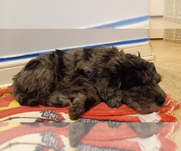 Medium Photo #6 Labradoodle Puppy For Sale in JEFFERSONTOWN, KY, USA