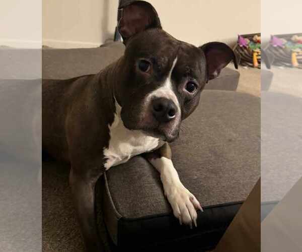 Medium Photo #2 American Pit Bull Terrier-Unknown Mix Puppy For Sale in Westwood, NJ, USA