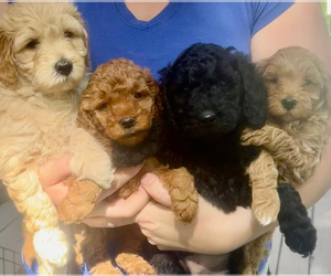 Goldendoodle Puppy for sale in JEFFERSON CITY, MO, USA