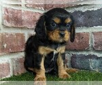 Small #3 Cavalier King Charles Spaniel