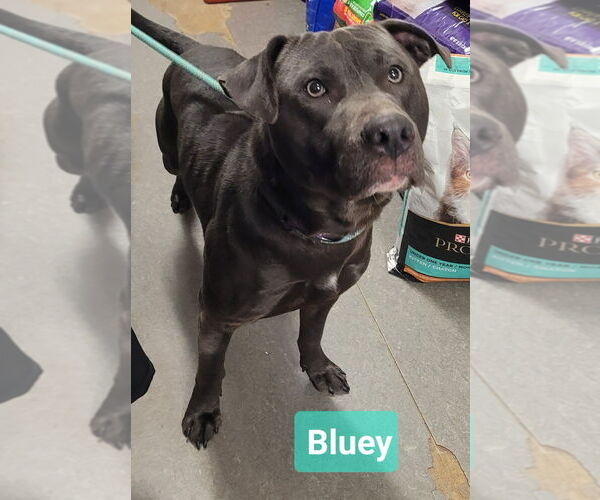 Medium Photo #3 Labrador Retriever-Unknown Mix Puppy For Sale in Richmond, IN, USA