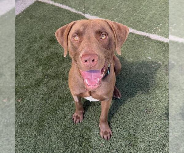 Medium Photo #3 Labrador Retriever-Unknown Mix Puppy For Sale in San Diego, CA, USA