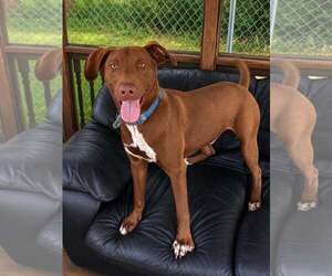 Unknown-Vizsla Mix Dogs for adoption in Martinsburg, WV, USA