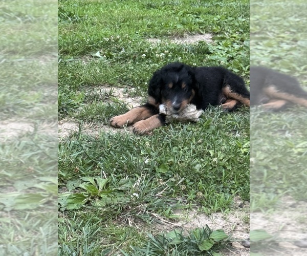 Medium Photo #2 Aussiedoodle-Bernedoodle Mix Puppy For Sale in LOGAN, OH, USA