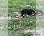 Small #1 Aussiedoodle-Bernedoodle Mix