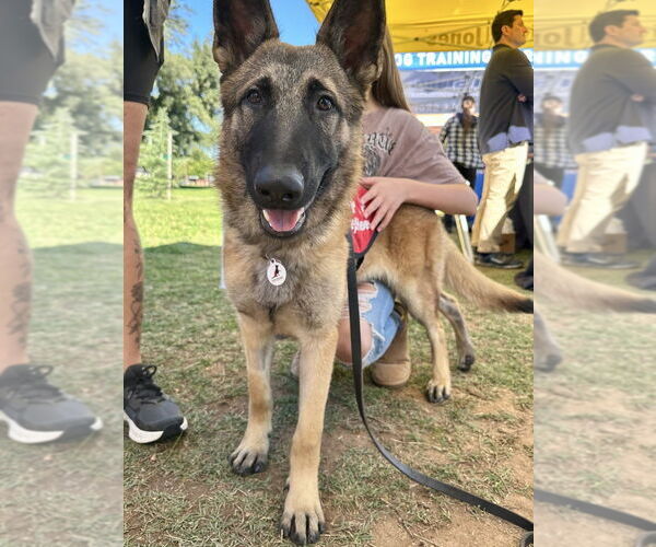 Medium Photo #16 German Shepherd Dog Puppy For Sale in West Sacramento, CA, USA