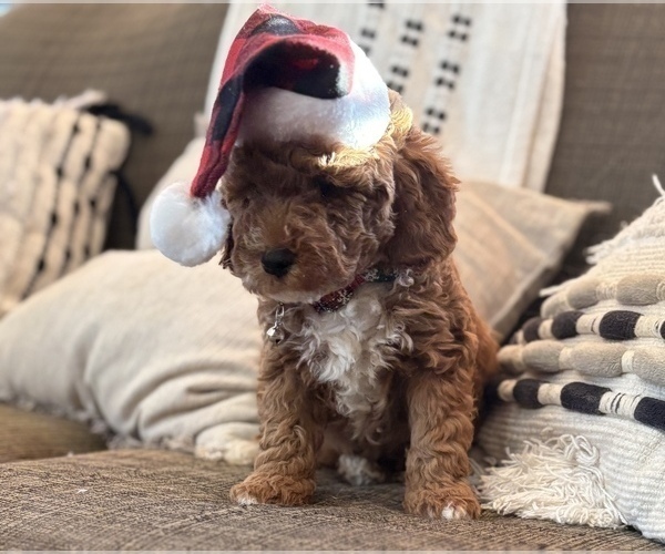 Medium Photo #9 Goldendoodle (Miniature) Puppy For Sale in SAINT MARYS, KS, USA