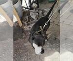 Small American Staffordshire Terrier Mix
