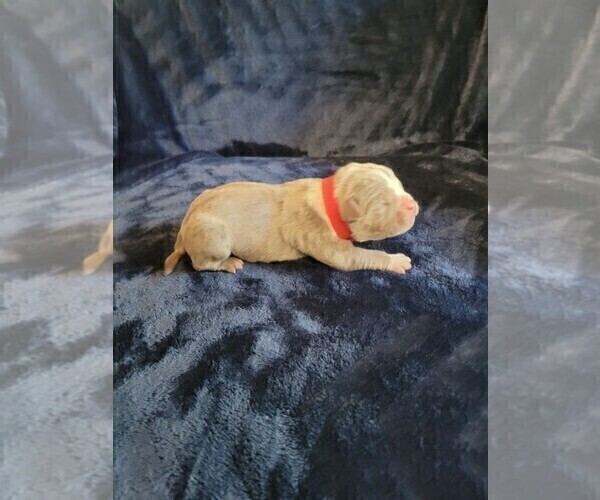 Medium Photo #3 Olde English Bulldogge Puppy For Sale in HAMLER, OH, USA