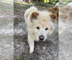 Small #1 Chow Chow