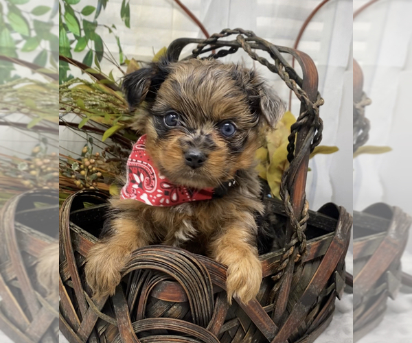 Medium Photo #6 Shorkie Tzu Puppy For Sale in SELLERSBURG, IN, USA