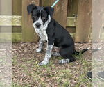 Small #4 Mutt