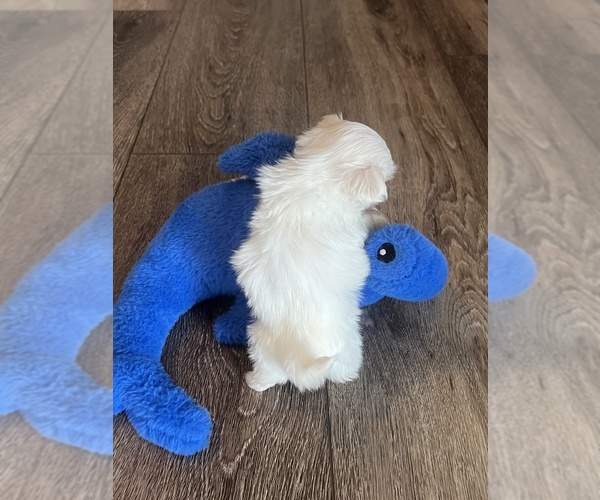 Medium Photo #4 Maltese Puppy For Sale in NILES, MI, USA