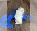 Small #3 Maltese