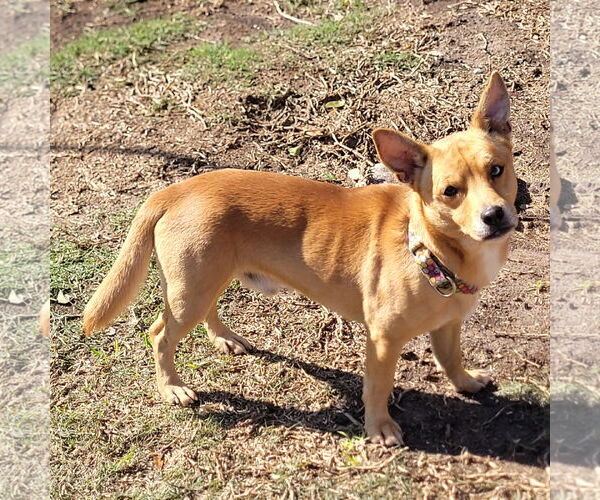 Medium Photo #6 Chihuahua-Unknown Mix Puppy For Sale in HOUSTON, TX, USA