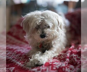 Maltipoo Dogs for adoption in HOUSTON, TX, USA
