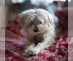 Small Photo #1 Maltipoo Puppy For Sale in HOUSTON, TX, USA