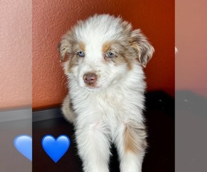 Australian Shepherd Puppy for sale in LUBBOCK, TX, USA