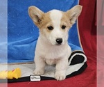 Small Photo #3 Pembroke Welsh Corgi Puppy For Sale in CLARK, MO, USA