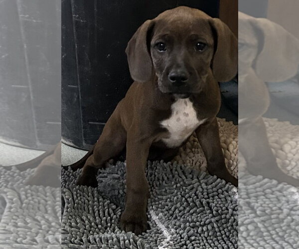 Medium Photo #1 Mutt Puppy For Sale in Sterling, MA, USA