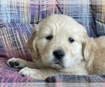 Small #6 Golden Retriever